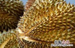 榴莲的功效与作用 榴莲的功效与作用是什么