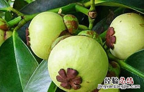 山竹的营养价值 山竹的营养价值与功效和药用