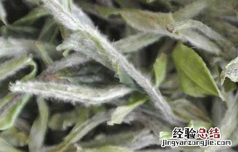 白茶一般能泡几次 白茶一般泡几次最好