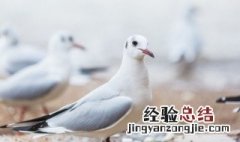 鸽子肉能不能和猪肝一起食用 鸽子肉能不能和猪肝一起食用呢