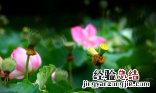 双头莲呈范至能待制原文翻译