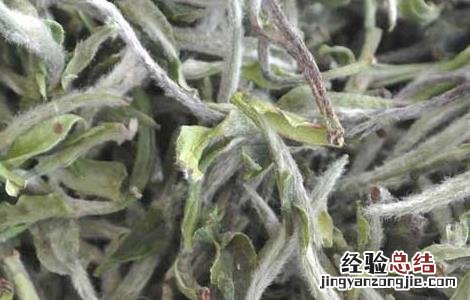福鼎白茶怎么冲泡? 福鼎白茶怎么冲泡好