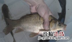 用碎玉米自制窝料钓鲫鱼 具体的制作方法是怎样的呢