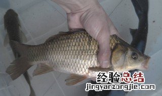 用碎玉米自制窝料钓鲫鱼 具体的制作方法是怎样的呢