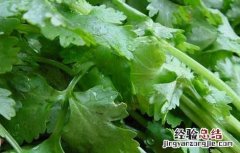 香菜的功效与作用 香菜的功效与作用禁忌
