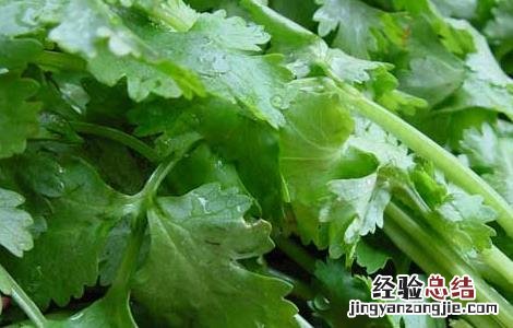 香菜的功效与作用 香菜的功效与作用禁忌