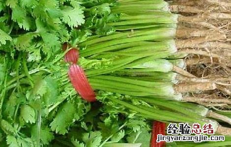 香菜的功效与作用 香菜的功效与作用禁忌