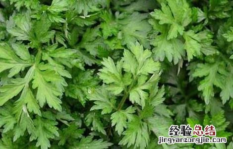 艾草能驱蚊吗有效果吗 艾草能驱蚊吗
