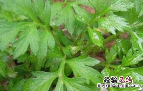 艾草能驱蚊吗有效果吗 艾草能驱蚊吗