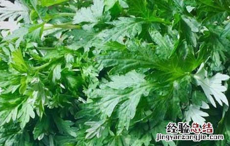 艾草能驱蚊吗有效果吗 艾草能驱蚊吗