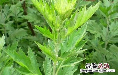艾草能驱蚊吗有效果吗 艾草能驱蚊吗