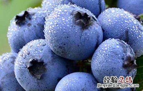 蓝莓的功效与作用及禁忌 蓝莓的功效与作用及禁忌症