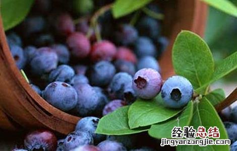 蓝莓的功效与作用及禁忌 蓝莓的功效与作用及禁忌症