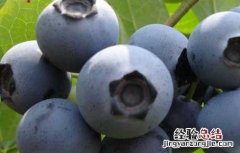 蓝莓的功效与作用及禁忌 蓝莓的功效与作用及禁忌症
