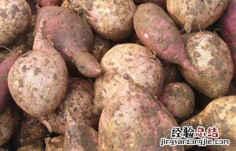 减肥吃红薯会发胖吗 吃红薯会发胖吗