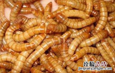 黄粉虫 食用 黄粉虫的食用价值