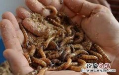黄粉虫 食用 黄粉虫的食用价值