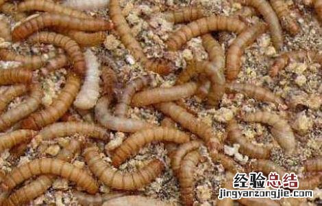 黄粉虫 食用 黄粉虫的食用价值
