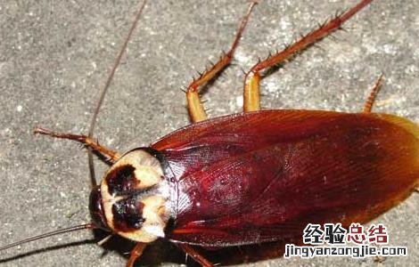 灭蟑螂最有效的方法 灭蟑螂最有效的方法家用