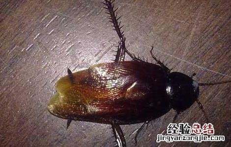 灭蟑螂最有效的方法 灭蟑螂最有效的方法家用