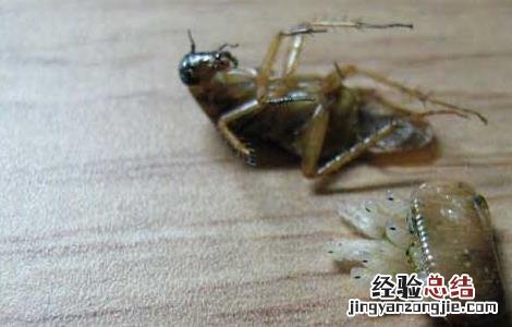 蟑螂药哪种最好用 什么蟑螂药效果最好