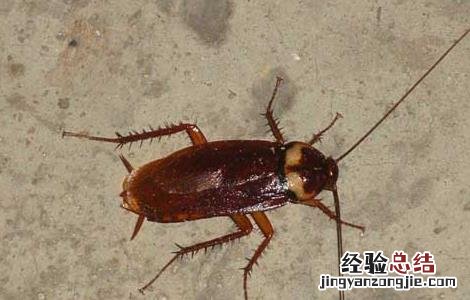 蟑螂药哪种最好用 什么蟑螂药效果最好