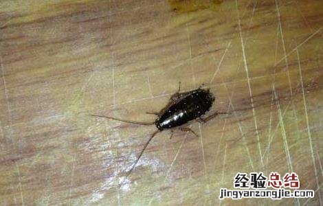 蟑螂药哪种最好用 什么蟑螂药效果最好