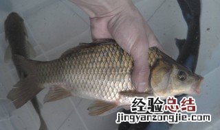 鸡蛋怎么钓鱼 用鸡蛋制作饵料的秘方