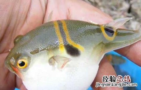河豚鱼哪里有毒 河豚鱼哪里有毒,怎样处理河豚鱼