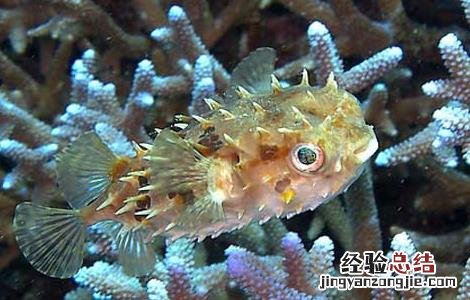 河豚鱼哪里有毒 河豚鱼哪里有毒,怎样处理河豚鱼