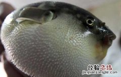 河豚鱼哪里有毒 河豚鱼哪里有毒,怎样处理河豚鱼