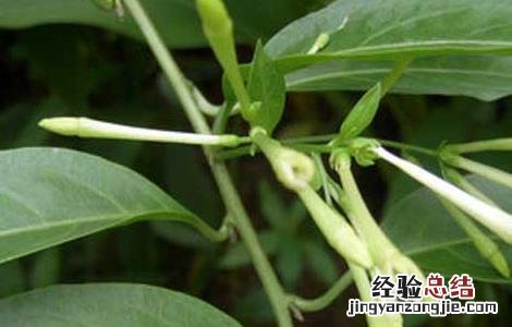 夜来香可不可以驱蚊 夜来香能驱蚊吗