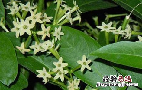 夜来香可不可以驱蚊 夜来香能驱蚊吗