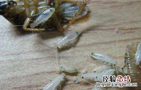 蟑螂的危害有哪些图片 蟑螂的危害有哪些