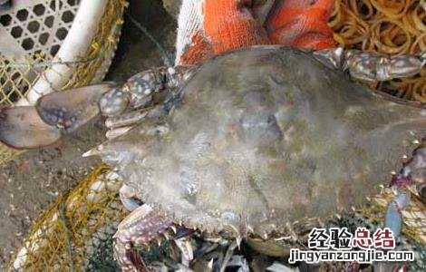 梭子蟹怎么洗才干净 梭子蟹怎么洗才干净呢