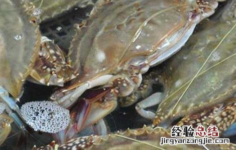 梭子蟹怎么洗才干净 梭子蟹怎么洗才干净呢