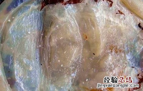 海蜇头保存方法视频 海蜇头保存方法