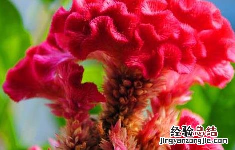新鲜的鸡冠花能吃吗 鸡冠花能吃吗