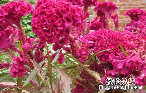 新鲜的鸡冠花能吃吗 鸡冠花能吃吗