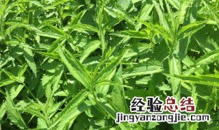 麻子菜怎么做好吃 麻子菜如何做好吃