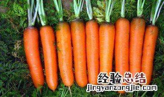 红萝卜的功效与作用及禁忌 红萝卜的功效与作用