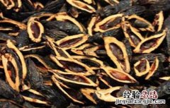 吃槟榔会影响生育吗 长期吃槟榔会影响生育吗
