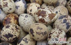 鹌鹑蛋和鸡蛋哪个营养高