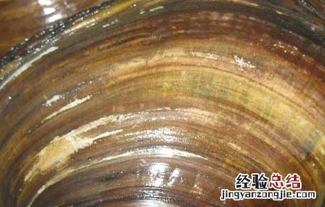 河蚌怎么洗干净 河蚌的做法与清洗怎么洗