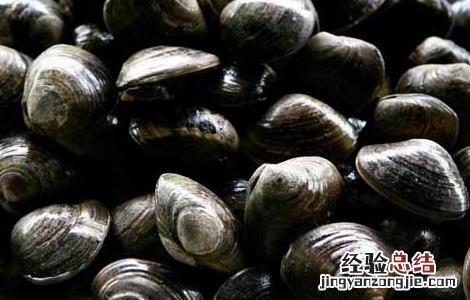 河蚌怎么洗干净 河蚌的做法与清洗怎么洗