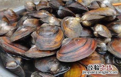 河蚌怎么洗干净 河蚌的做法与清洗怎么洗