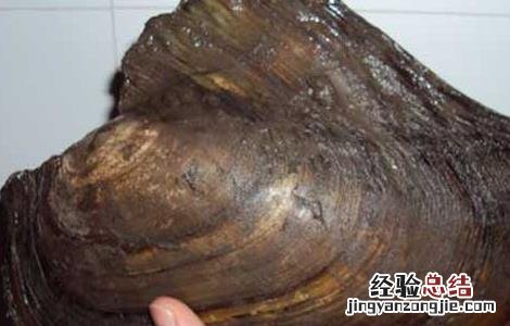 河蚌怎么洗干净 河蚌的做法与清洗怎么洗