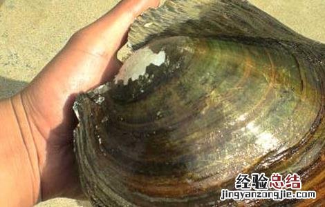 河蚌怎么洗干净 河蚌的做法与清洗怎么洗