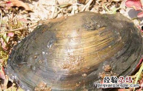 河蚌怎么杀最好 河蚌用什么药杀