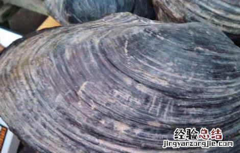 河蚌怎么杀最好 河蚌用什么药杀